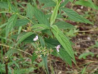 Дейция длиннолистная – Deutzia longifolia Franch.