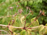 Дейция скученноцветковая – Deutzia glomeruliflora Franch. (2)