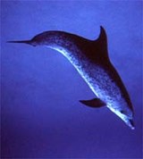 Дельфины (пятнистый дельфин)