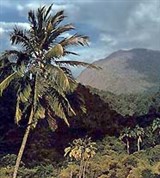 Доминика (лес на склонах вулкана Дьяблотен)