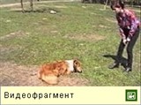 Дрессировка собак (цирковые элементы, видео)