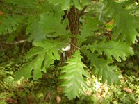 Дуб Фрайнетто, густой, паннонский, венгерский – Quercus frainetto Ten.