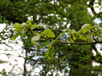Дуб белый – Quercus alba L. (1)