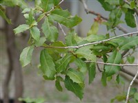 Дуб кермесоносный – Quercus coccifera L.