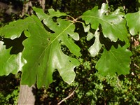 Дуб крупноплодный – Quercus macrocarpa Michx. (1)