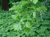 Дуб крупноплодный – Quercus macrocarpa Michx. (2)