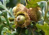 Дуб крупноплодный – Quercus macrocarpa Michx. (3)