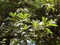 Дуб овальный – Quercus ellipsoidales E.J.Hill.