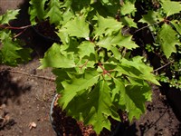 Дуб падуболистный, карликовый – Quercus ilicifolia Wangenh.