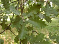 Дуб пушистый – Quercus pubescens Willd.