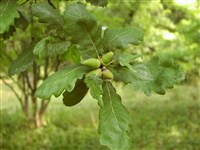 Дуб скальный, сидячецветковый – Quercus petraea (Mattuschka) Liebl. (1)
