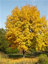 Дуб скальный, сидячецветковый – Quercus petraea (Mattuschka) Liebl. (2)