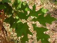 Дуб шарлаховый – Quercus coccinea Munchh.