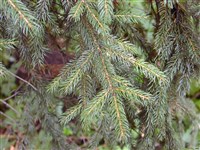 Ель красная – Picea rubens Sarg.