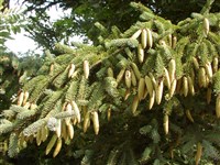 Ель обыкновенная, европейская – Picea abies Karst. (1)