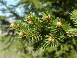 Ель обыкновенная, европейская – Picea abies Karst. (2)