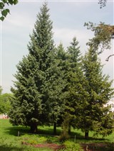 Ель обыкновенная, европейская – Picea abies Karst. (3)