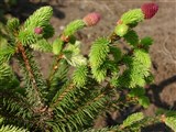 Ель сербская – Picea omorica Purk. (2)