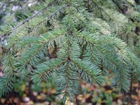 Ель сизая, канадская, белая – Picea glauca (Moench) Voss. (1)