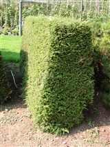 Ель сизая, канадская, белая – Picea glauca (Moench) Voss. (2)
