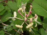 Жимолость каприфоль, козья, душистая – Lonicera caprifolium L. (2)