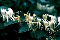Жимолость японская – Lonicera japonica Thunb.