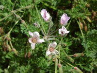 Журавельник хейлантилистный – Erodium cheilanthifolium Boiss.