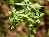 Зверобой Калмиана – Hypericum kalmianum L. (2)