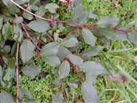 Ива арктическая – Salix arctica Pall.