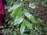 Ива блестящая – Salix lucida Muhlenb.