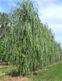 Ива вавилонская – Salix babylonica L.