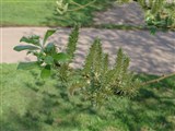 Ива козья, бредина – Salix caprea L. (3)