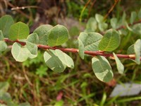 Ива миртоподобная, болотная, черниковидная – Salix myrtilloides L.