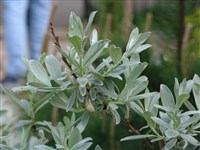 Ива мохнатая – Salix lanata L.