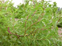 Ива пурпурная – Salix purpurea L. (1)
