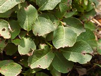 Ива сетчатая – Salix reticulata L.