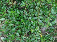 Ива сидячая – Salix apoda Trautv.