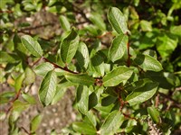 Ива сизо-шелковистая – Salix glaucocericea Flood.