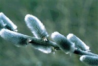 Ива тонкостолбиковая – Salix gracilistyla Miq.