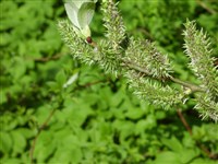 Ива ушастая – Salix aurita L. (1)