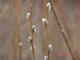 Ива ушастая – Salix aurita L. (2)