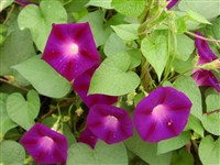 Ипомея пурпурная, фарбитис пурпурный – Ipomoea purpurea (L.) Roth. (1)