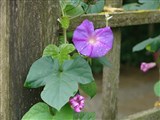 Ипомея пурпурная, фарбитис пурпурный – Ipomoea purpurea (L.) Roth. (2)