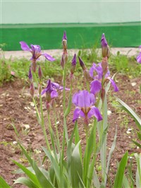 Ирис Альберта – Iris albertii Regel.