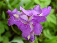 Ирис безлистный – Iris aphylla L.