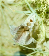 Ирис иберийский, грузинский – Iris iberica Hoffm.