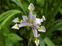 Ирис ложный – Iris spuria L. (1)
