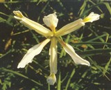Ирис ложный – Iris spuria L. (2)
