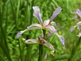 Ирис ложный – Iris spuria L. (3)