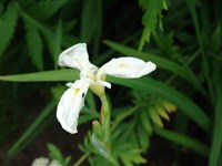 Ирис молочно-белый, пикульки – Iris lactea Pall.